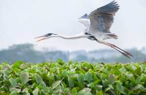 Las bondades naturales de La Segua la ubican como sede de un conteo internacional de aves