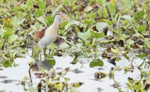 Las bondades naturales de La Segua la ubican como sede de un conteo internacional de aves