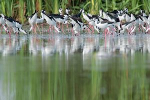 Las bondades naturales de La Segua la ubican como sede de un conteo internacional de aves