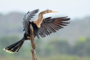 Las bondades naturales de La Segua la ubican como sede de un conteo internacional de aves