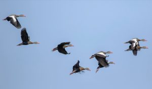 Admiran a las sorprendentes aves de La Segua a través de un conteo internacional