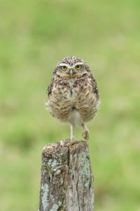 Las bondades naturales de La Segua la ubican como sede de un conteo internacional de aves