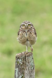 Admiran a las sorprendentes aves de La Segua a través de un conteo internacional