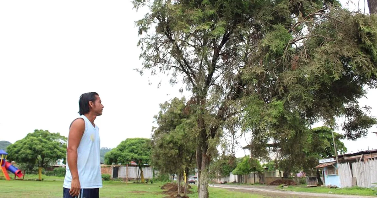 Árboles rescatados y reubicados encuentran padrinos Árboles rescatados y reubicados encuentran padrinos