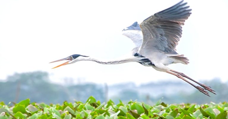 Las bondades naturales de La Segua la ubican como sede de un conteo internacional de aves