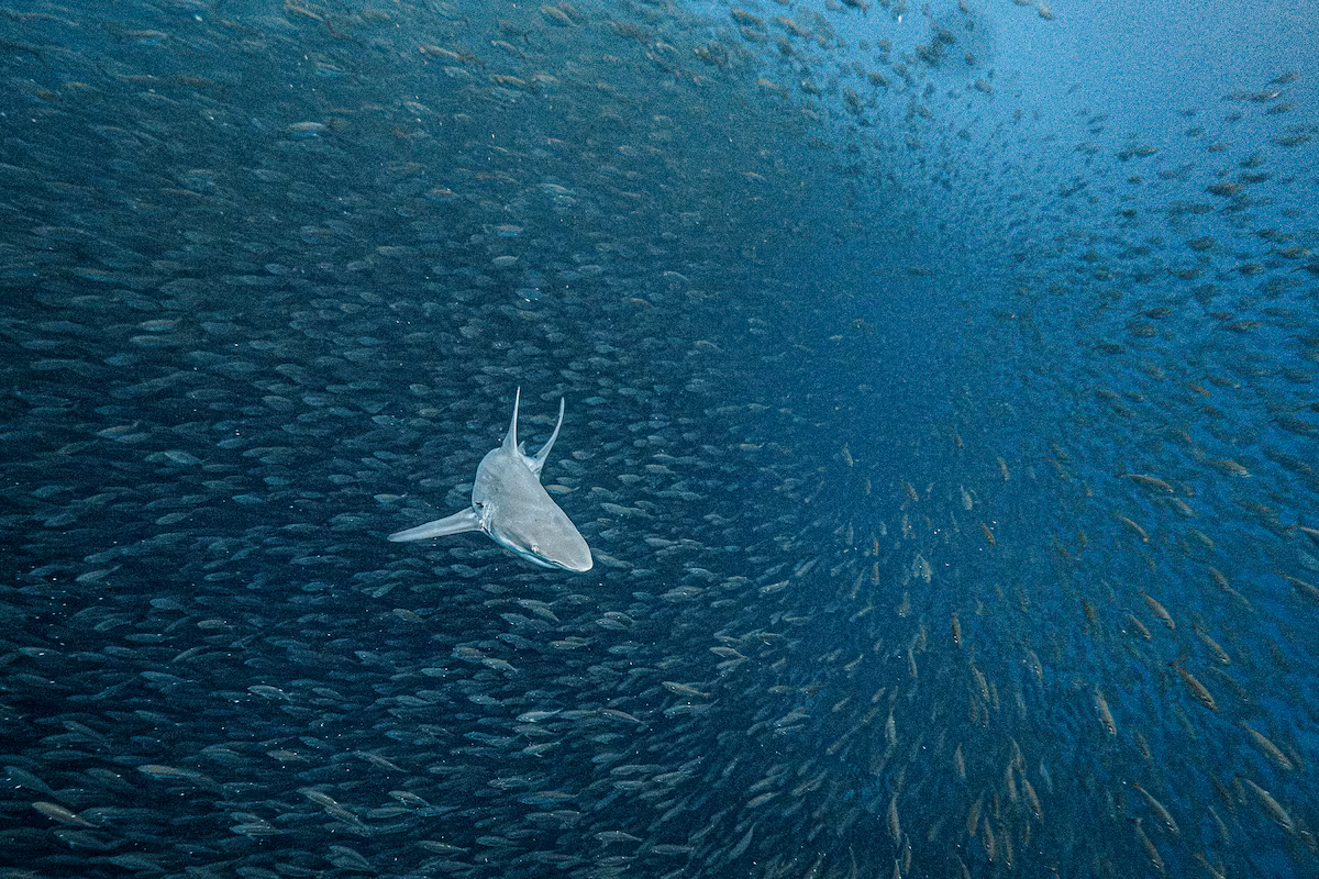 El Pacífico latinoamericano, un paraíso de tiburones que alienta a los ambientalistas EL PAÍS