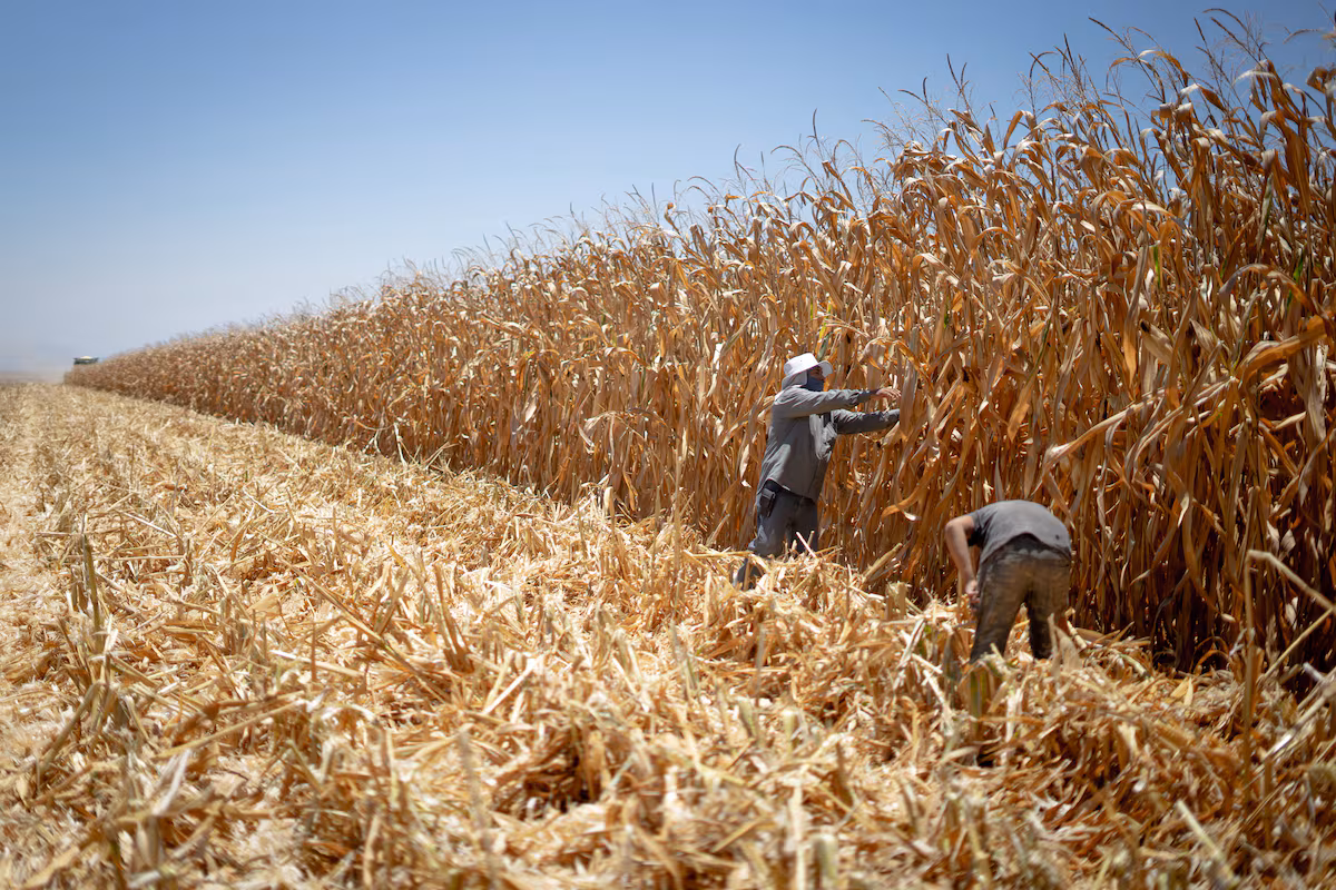 Grupo Minsa rechaza influir en el precio del maíz en plena ola de protestas de los agricultores EL PAÍS