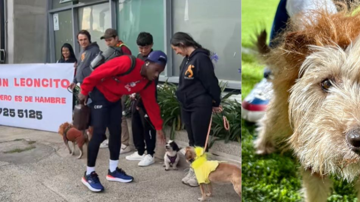 'Adopta un leoncito': la campaña de Fortaleza CEIF en el encuentro con Santa Fe que conmovió a los hinchas 'Adopta un leoncito': la campaña de Fortaleza CEIF en el encuentro con Santa Fe que conmovió a los hinchas