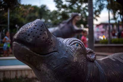 Pablo Escobar’s hippos: A serious environmental problem, 40 years on Pablo Escobar’s hippos: A serious environmental problem, 40 years on