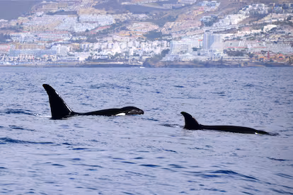Navegación con conciencia al encuentro de cetáceos en Tenerife Navegación con conciencia al encuentro de cetáceos en Tenerife