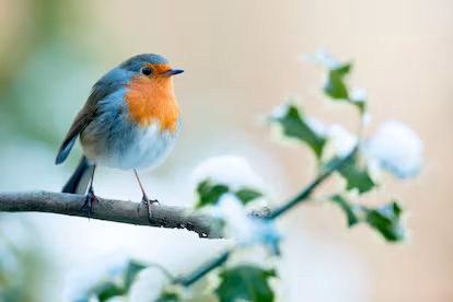 Los bichos en invierno: los jardineros en la sombra cuando hace frío Los bichos en invierno: los jardineros en la sombra cuando hace frío