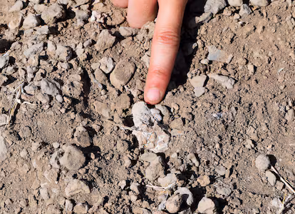 ‘Lucy’ no estaba sola: un misterioso pie de hace 3,4 millones de años complica la evolución humana ‘Lucy’ no estaba sola: un misterioso pie de hace 3,4 millones de años complica la evolución humana