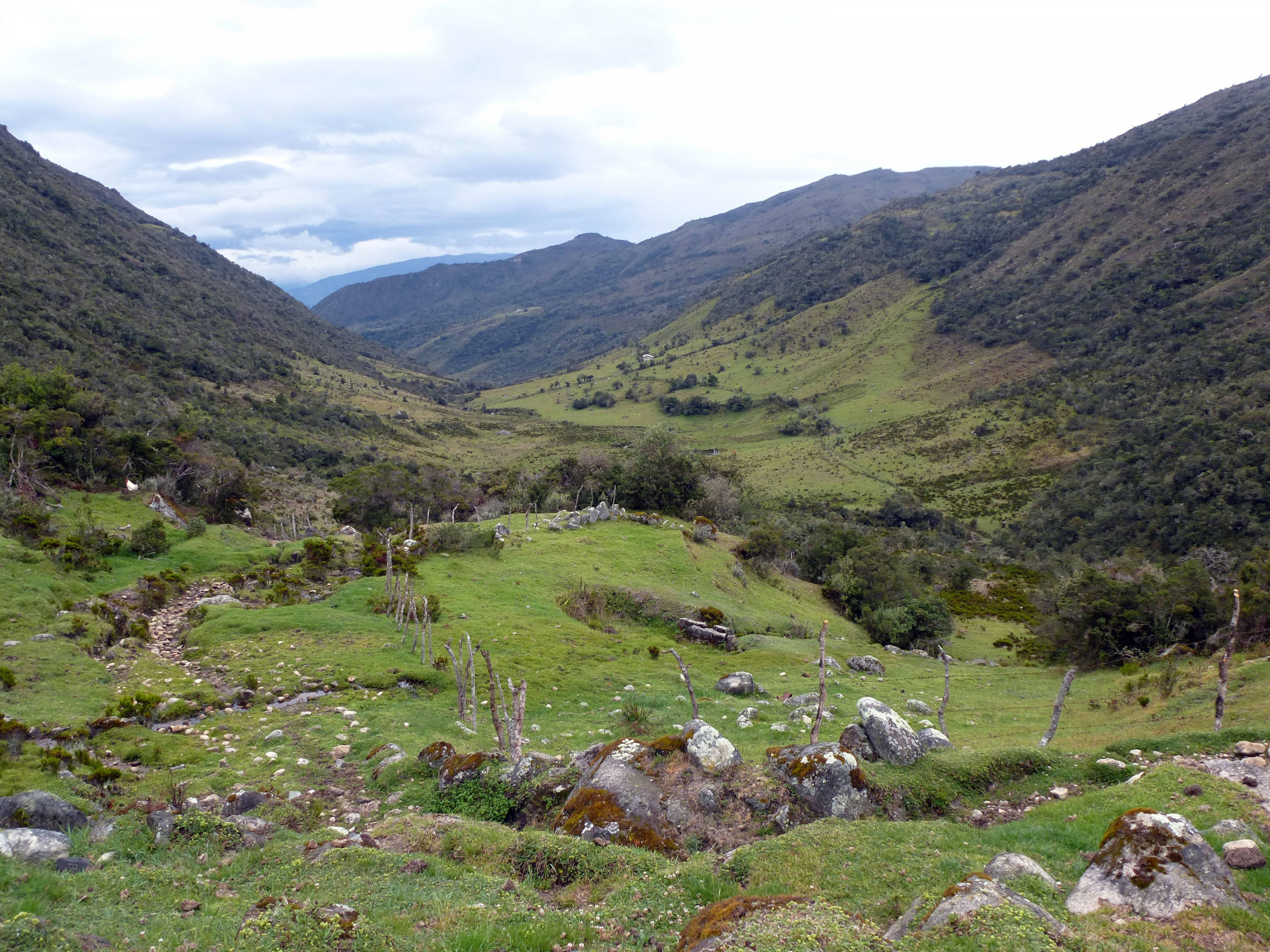 Desmontado el mito del consumo energético de la IA: su uso presionará la demanda eléctrica, pero menos de lo esperado, según nueva investigación Bosque altoandino del páramo de Santurbán.