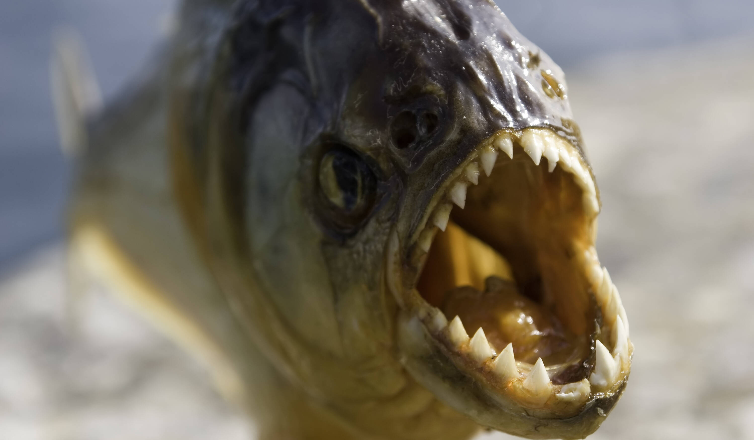 Niña de dos años murió al caer en el río Amazonas en una zona que estaba llena de pirañas Las pirañas son uno de los peces más abundantes de la región amazónica.