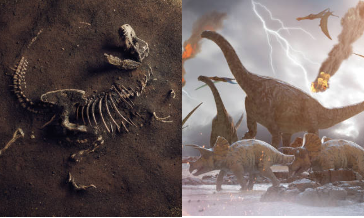 Bolivia tuvo mar: científicos hallaron 16.000 huellas de dinosaurios en un antiguo litoral, el yacimiento con más rastros del mundo Se cree que los dinosaurios evolucionaron a partir de reptiles primitivos y que las aves son sus descendientes directos.