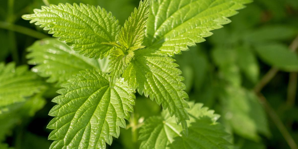 ¿Para qué sirve la ortiga? Propiedades y beneficios de la planta de la 'eterna juventud' En el área farmacológica, esta planta es muy utilizada por sus amplios beneficios.