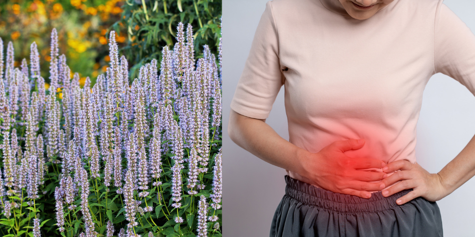 El virus que está detrás de las gastroenteritis agudas en el mundo y cómo se trata Menta Coreana y gastroenteritis.