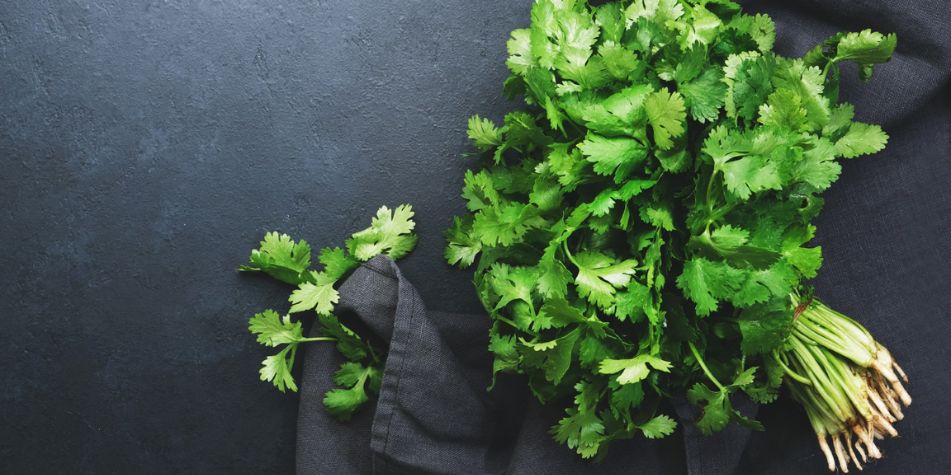 Cilantro: nutrientes clave, beneficios para la salud y su relación con el control del azúcar en sangre Se utiliza en la cocina tailandesa.