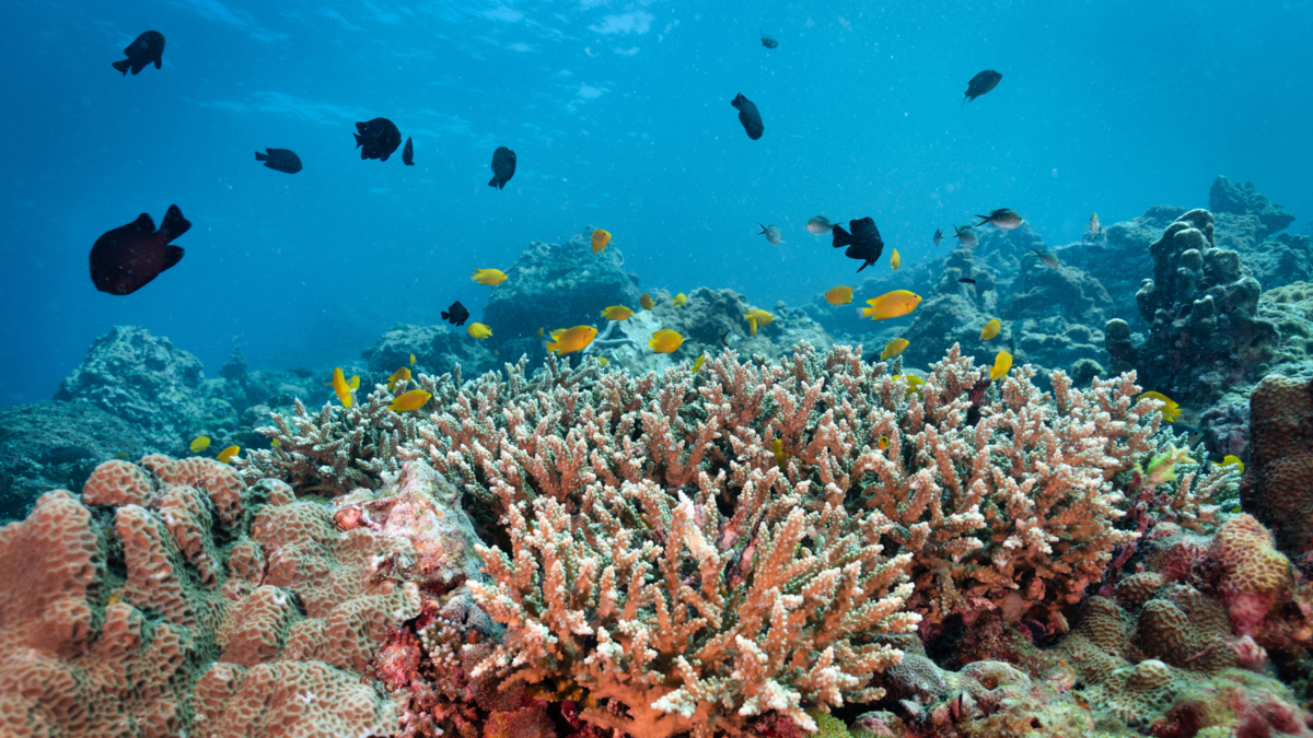 En el Caribe, los arrecifes de coral se han reducido a la mitad desde 1980 En el Caribe, los arrecifes de coral se han reducido a la mitad desde 1980