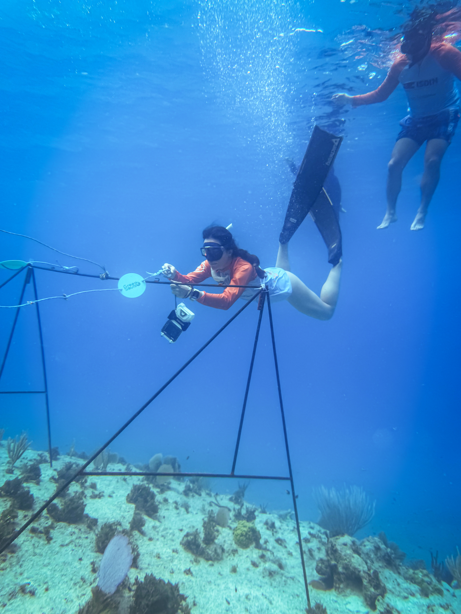 Revelan que los arrecifes han marcado el ritmo del clima terrestre durante 250 millones de años, según nuevo estudio Restauración de corales en San Andrés