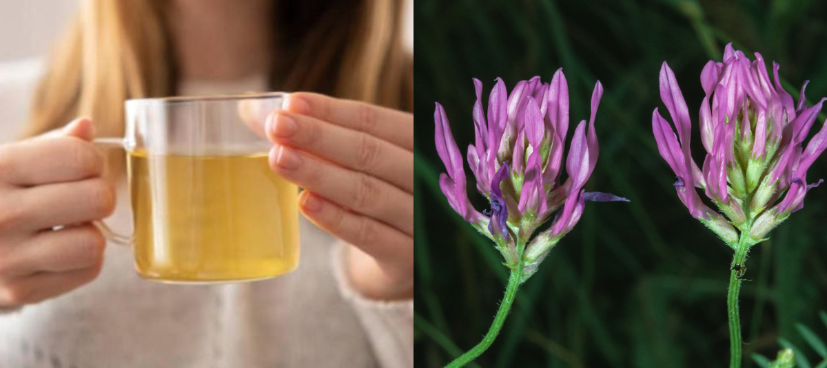 El nervio olvidado que rejuvenece el corazón: la clave oculta para una salud cardíaca duradera, según estudio La hierba china que se prepara en infusión y aumenta la producción de anticuerpos, mejora la función renal e impacta en la salud cardíaca