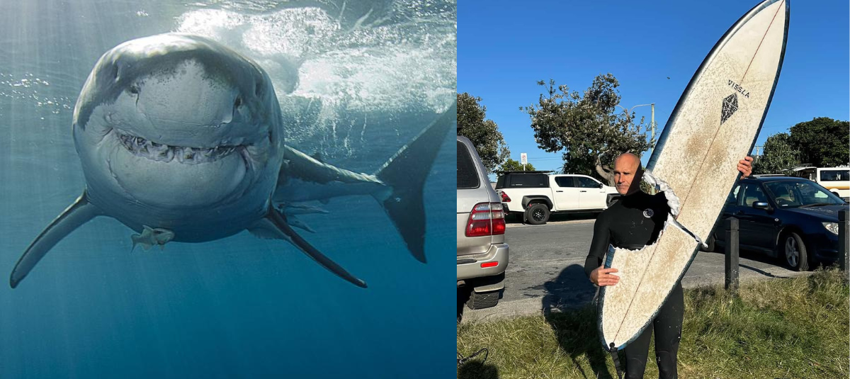 Hombre se salva de milagro tras el ataque de una raya durante un entrenamiento de rescate: ‘Lo apuñaló en el abdomen’ TIBURÓN AUSTRALIA 2