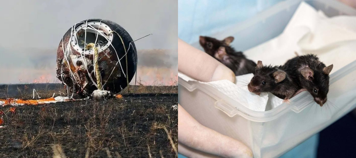 El millonario negocio de los cazadores de meteoritos que recorren el mundo en busca de piedras del espacio Satélite El Arca de Noé