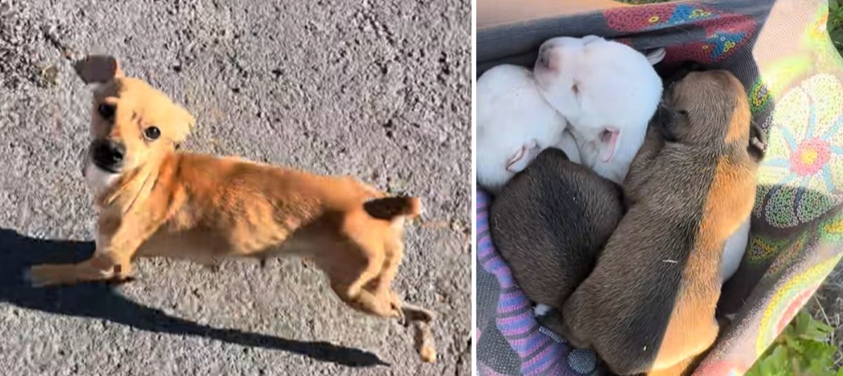 Así fue la conmovedora despedida de Peki, una perrita que dedicó toda su vida al servicio de seguridad perrita