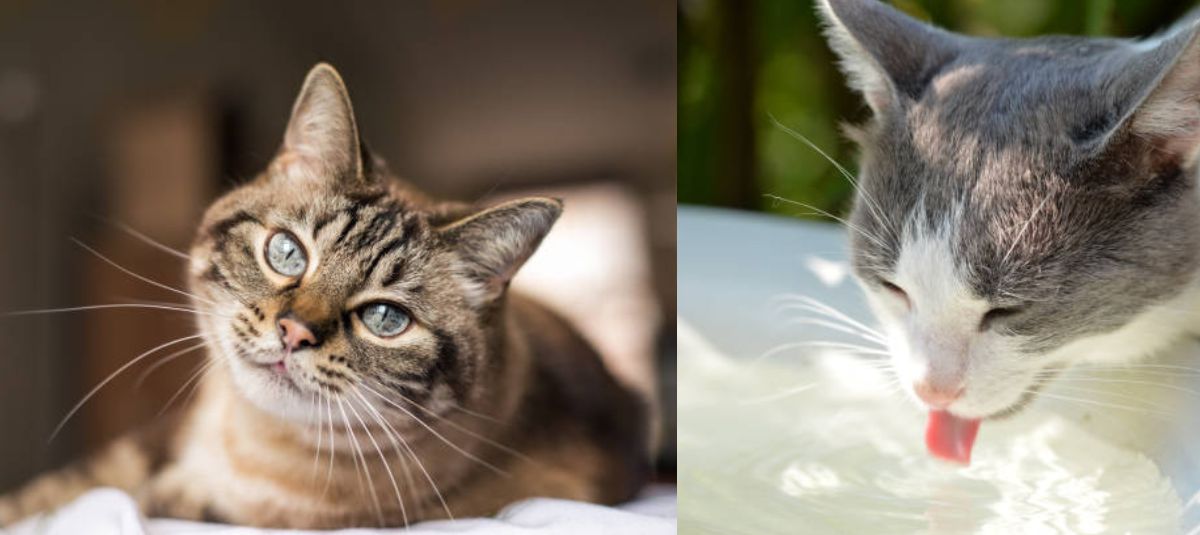 ¿Qué beneficios tiene esterilizar a los gatos tempranamente? Veterinaria explica cómo puede mejorar el comportamiento de su felino gatos