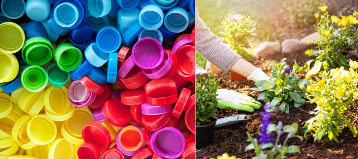 Esto significa que el romero florezca en su casa según el Feng Shui: energía positiva Tapas