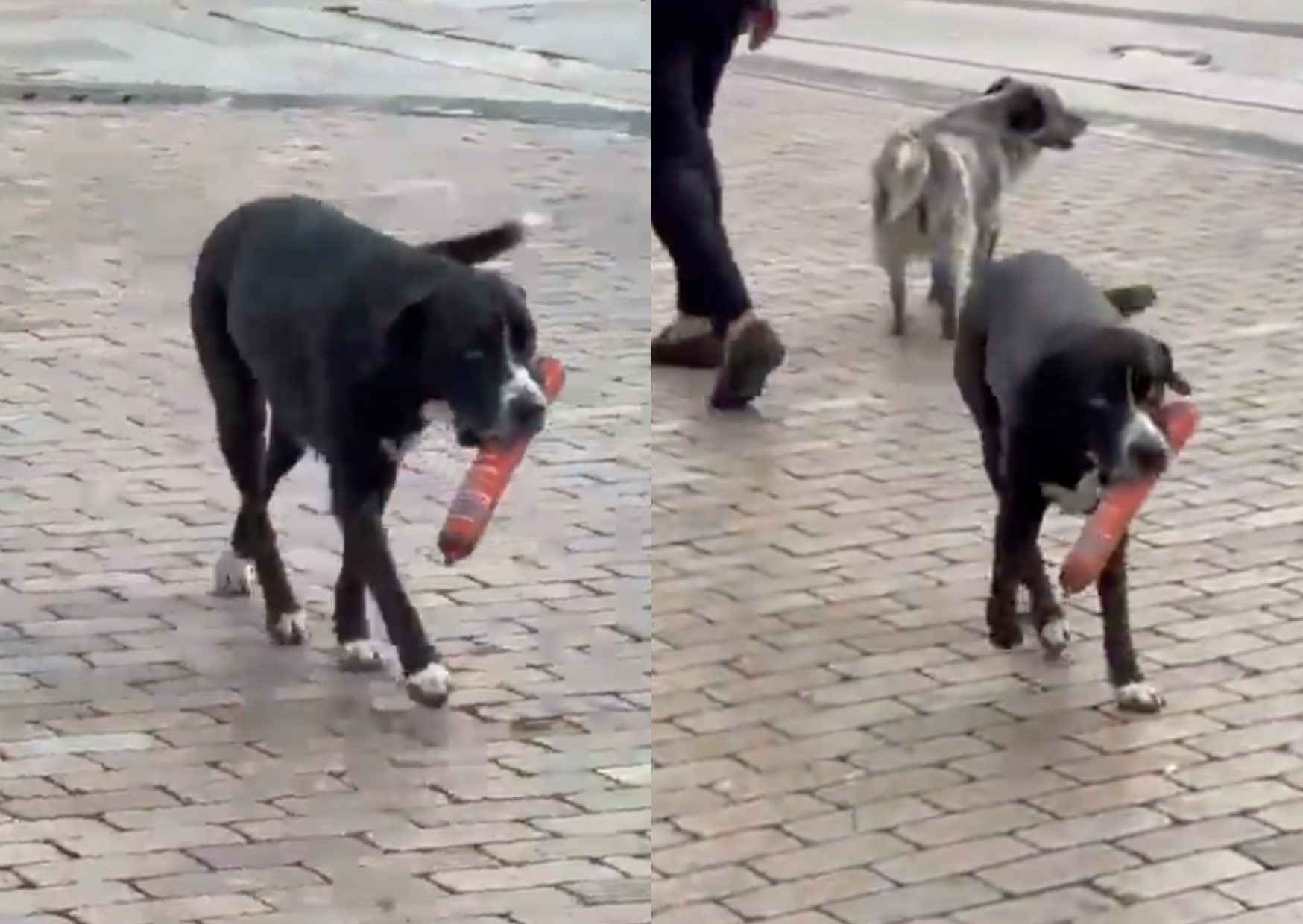 Perros callejeros en Colombia se recuperan y buscan hogar tras iniciativa colectiva de bienestar animal alt