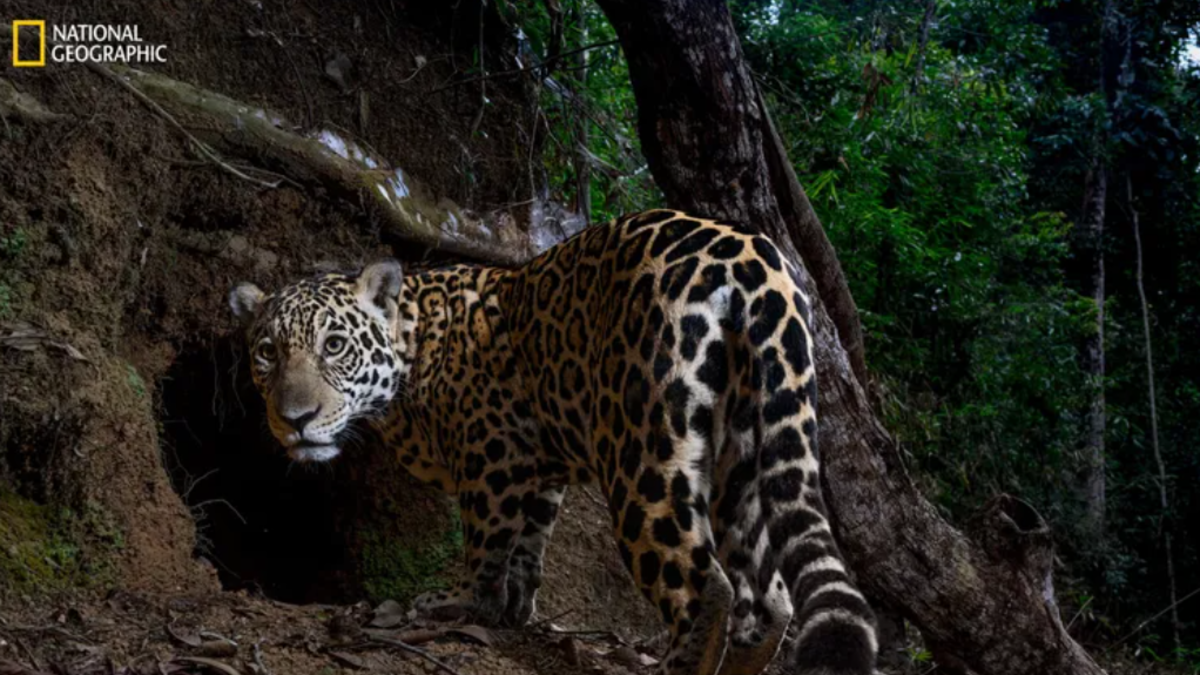 National Geographic elige las fotos del año en 2025: estas son las destacadas de los fotógrafos latinoamericanos National Geographic elige las fotos del año en 2025: estas son las destacadas de los fotógrafos latinoamericanos