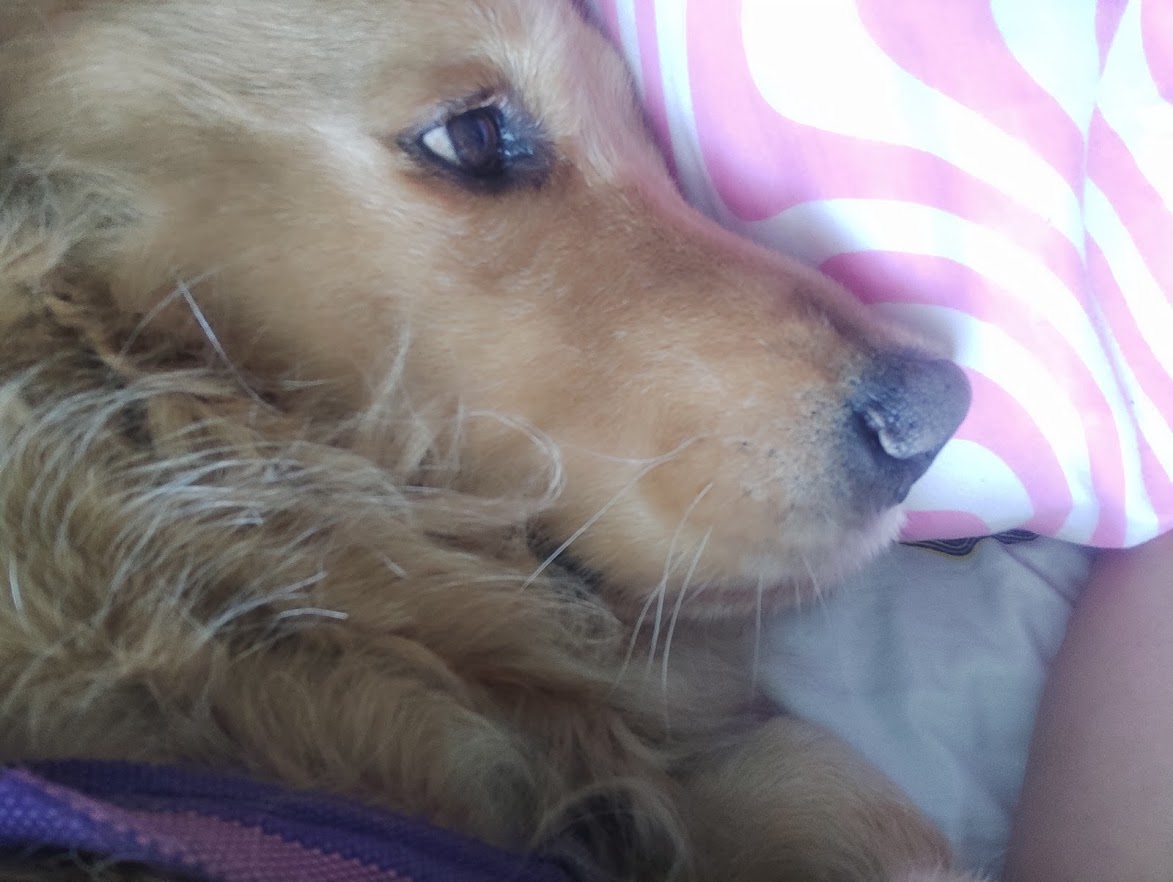Abandonaron a una perrita en una caja con una desgarradora carta: ‘Estoy contra la pared’ Perros