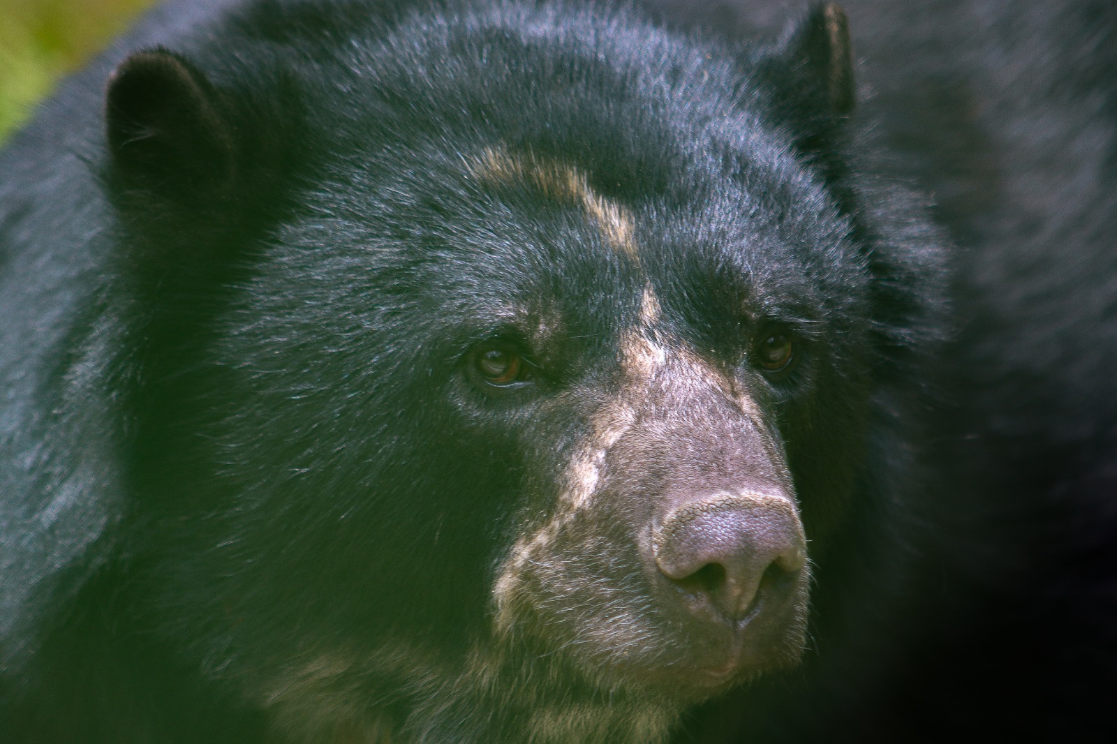 Fedemaderas demanda decreto que autoriza la venta anticipada de bienes y advierte riesgos para seguridad jurídica y la propiedad del sector forestal Tras un proceso interinstitucional liderado por Parques Nacionales y la Fundación Parque Jaime Duque, el oso Tamá será liberado el 17 de diciembre en el Parque Nacional Natural Tamá, donde nació y fue rescatado en 2014.