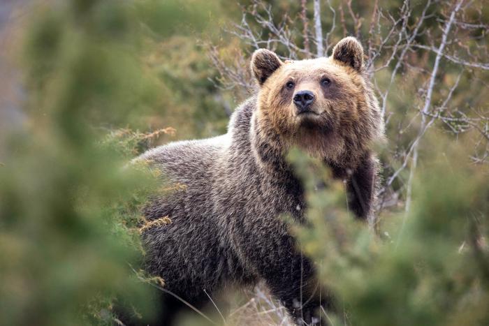 España logra el primer trasplante parcial de corazón en Europa a una bebé menor de un año Oso pardo de los Apeninos
