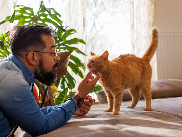 ¿Qué beneficios tiene esterilizar a los gatos tempranamente? Veterinaria explica cómo puede mejorar el comportamiento de su felino Gatos