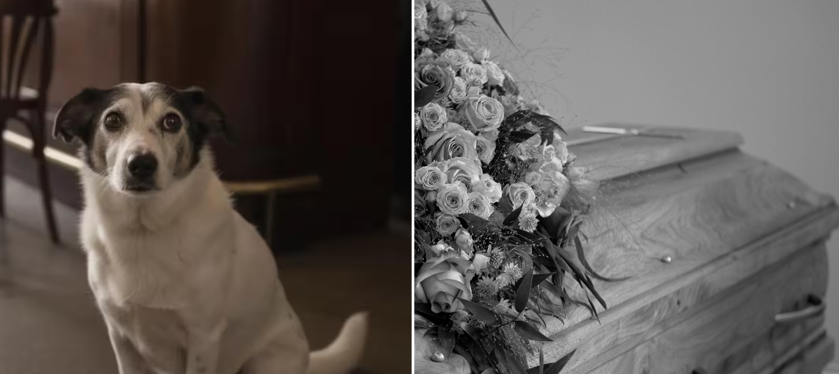 Perrito en Bogotá será sometido a eutanasia si no encuentra hogar de paso El perrito que todos los días va al bar que solía visitar junto a su propietario para esperarlo