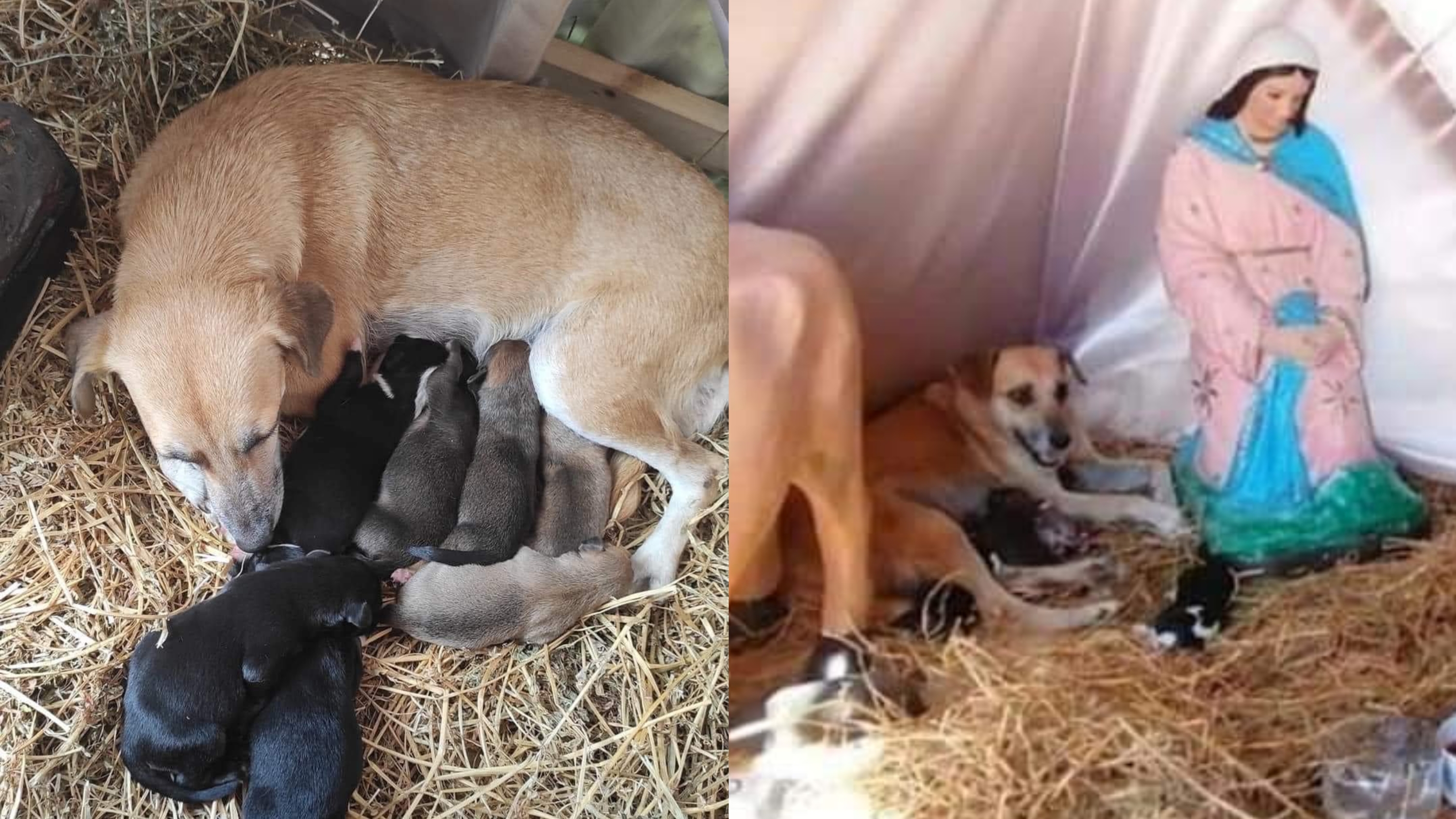 Colombianos ya pueden viajar sin visa a este país europeo: estos son los requisitos para estancias cortas Perrita callejera tuvo sus crías en un pesebre