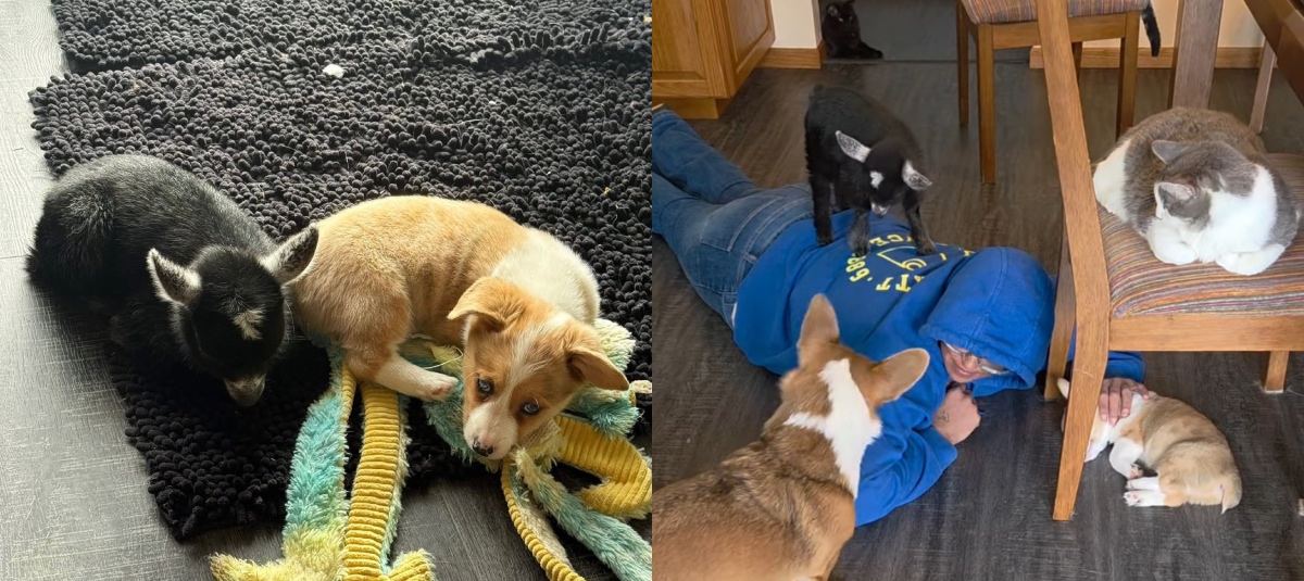 ¿Por qué las mascotas se convierten en la mejor compañía para enfrentar el dolor? Cabra