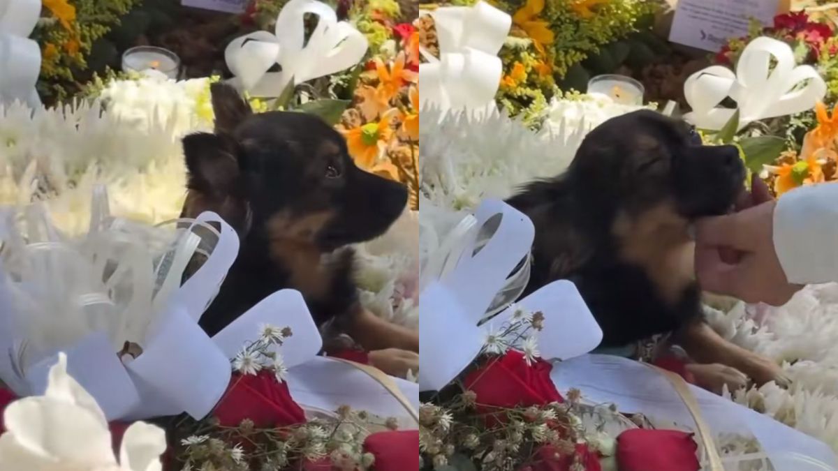 ¿Cómo cuidar a sus mascotas de la pólvora en Navidad y Año Nuevo? Expertos enseñan recomendaciones para atender a sus animales de compañía Mascota de una de las víctimas de la tragedia del Liceo Antioqueño de Bello
