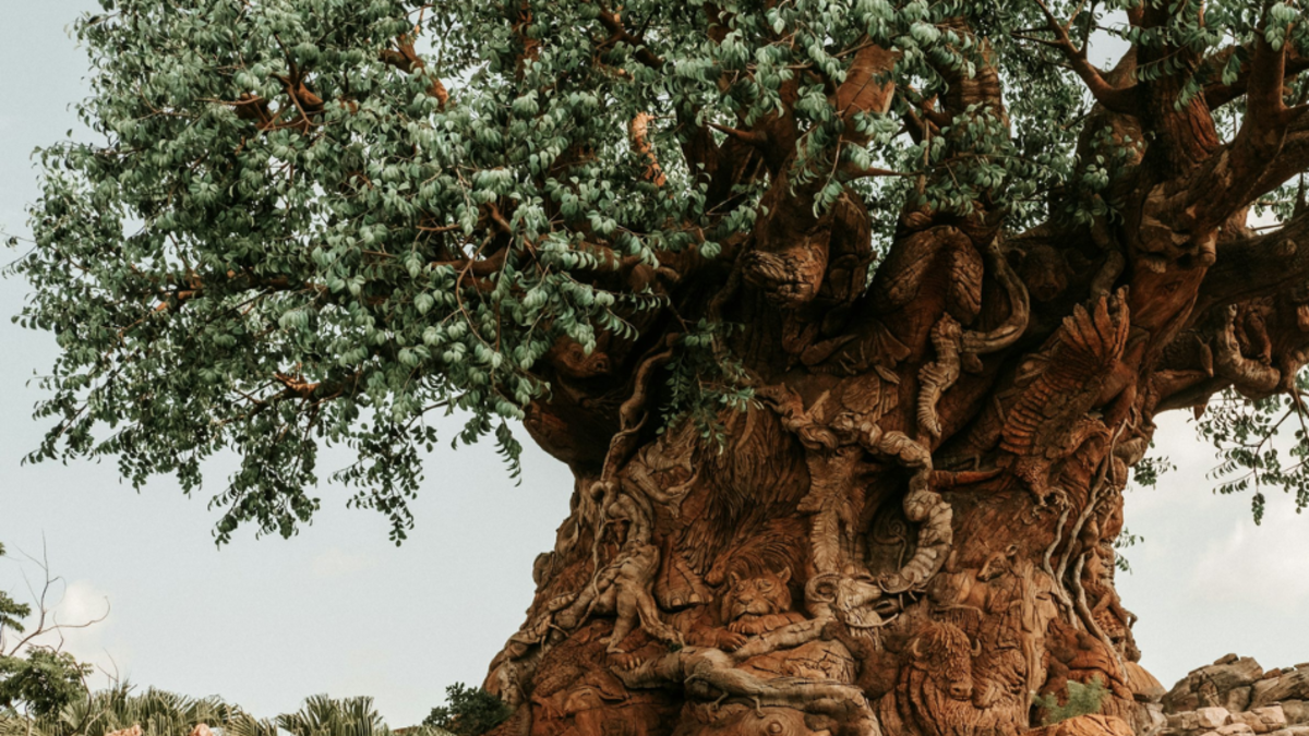 ¿Adiós al Árbol de la Vida? Disney tramita permiso para obras en el parque Animal Kingdom de Orlando ¿Adiós al Árbol de la Vida? Disney tramita permiso para obras en el parque Animal Kingdom de Orlando