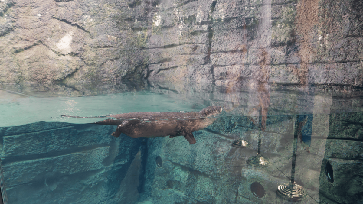 Santa Ana, California, inaugura River’s Edge, el hábitat más grande y moderno de su zoológico: ¿en qué consiste? Santa Ana, California, inaugura River’s Edge, el hábitat más grande y moderno de su zoológico: ¿en qué consiste?