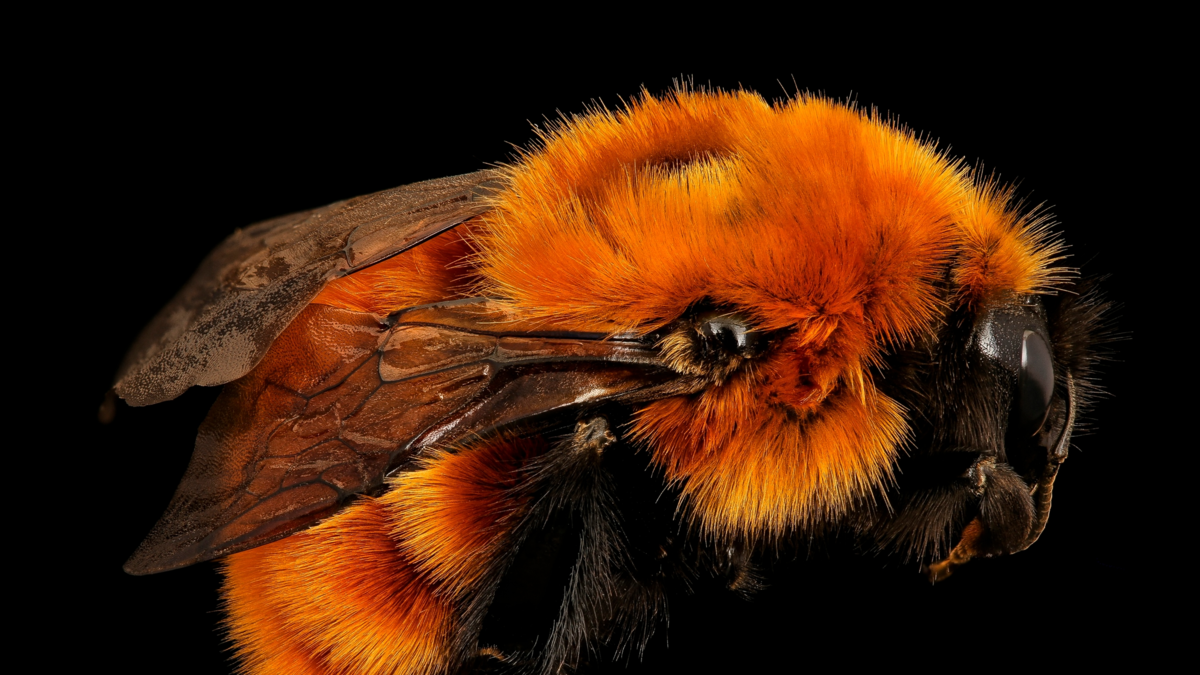 El abejorro más grande del mundo lucha contra la extinción El abejorro más grande del mundo lucha contra la extinción