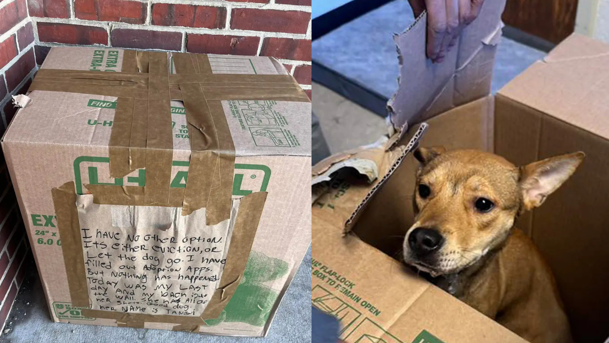 Abandonaron a una perrita en una caja con una desgarradora carta: ‘Estoy contra la pared’ Abandonaron a una perrita en una caja con una desgarradora carta: ‘Estoy contra la pared’