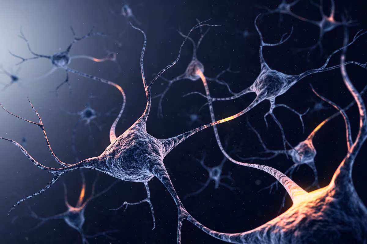 Adolescentes hasta los 30: es falso que el cerebro se haga adulto de golpe a los 25 años EL PAÍS