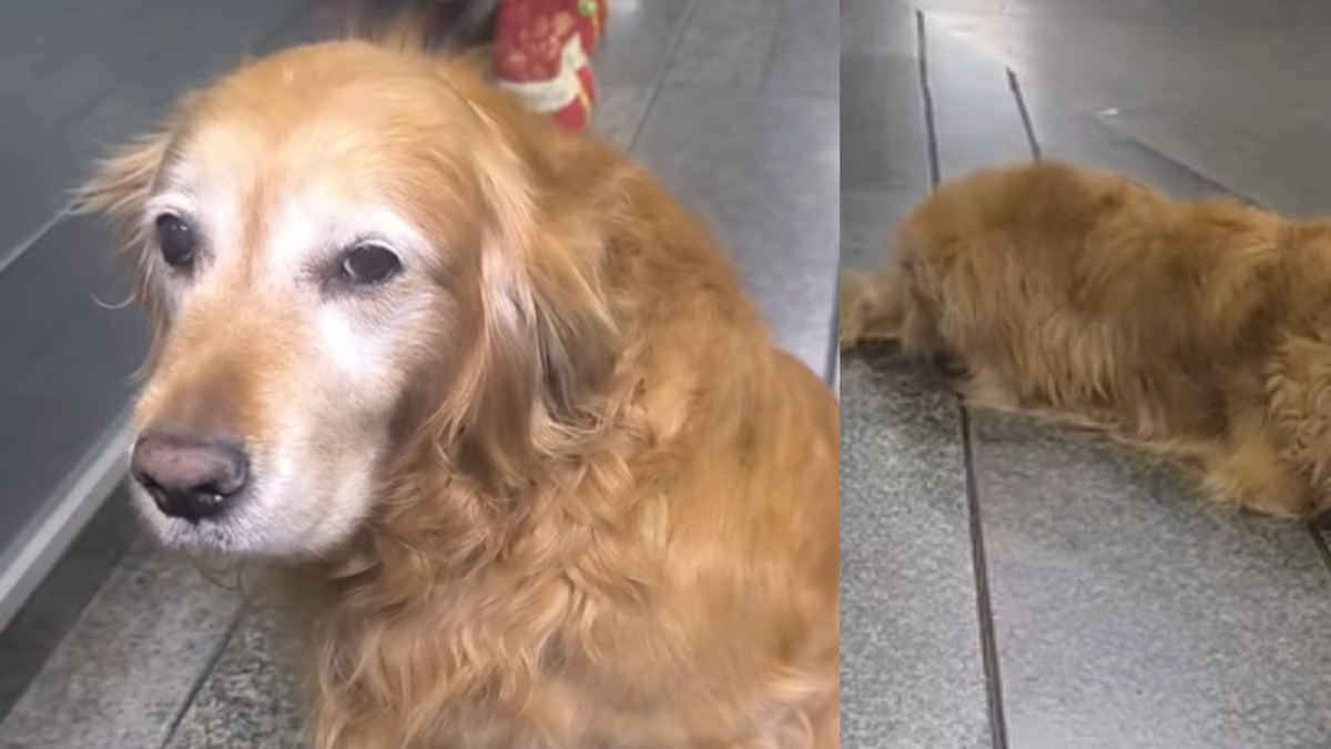 Así fue la conmovedora despedida de Peki, una perrita que dedicó toda su vida al servicio de seguridad Así fue la conmovedora despedida de Peki, una perrita que dedicó toda su vida al servicio de seguridad