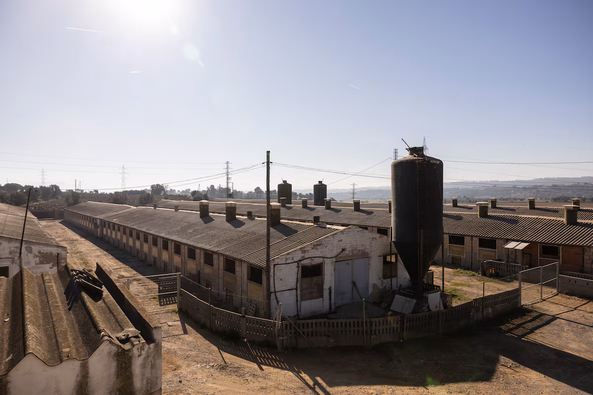 Cataluña despide un ‘annus horribilis’ de su sector primario con el temor por la peste porcina EL PAÍS