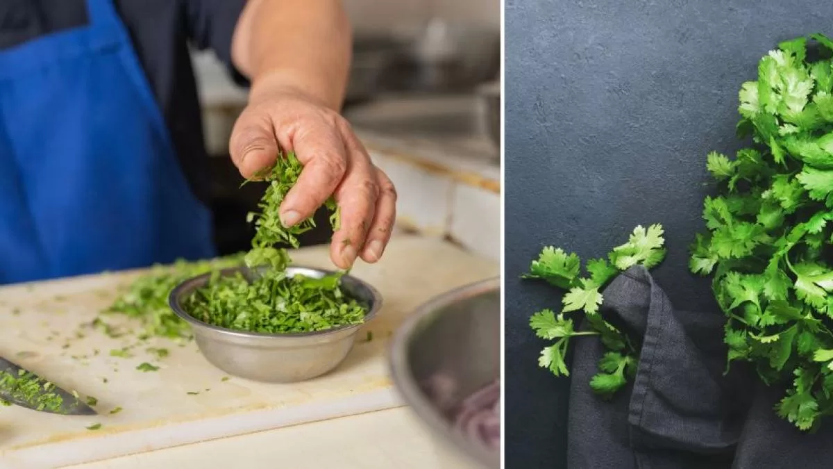 Cilantro: nutrientes clave, beneficios para la salud y su relación con el control del azúcar en sangre Cilantro: nutrientes clave, beneficios para la salud y su relación con el control del azúcar en sangre