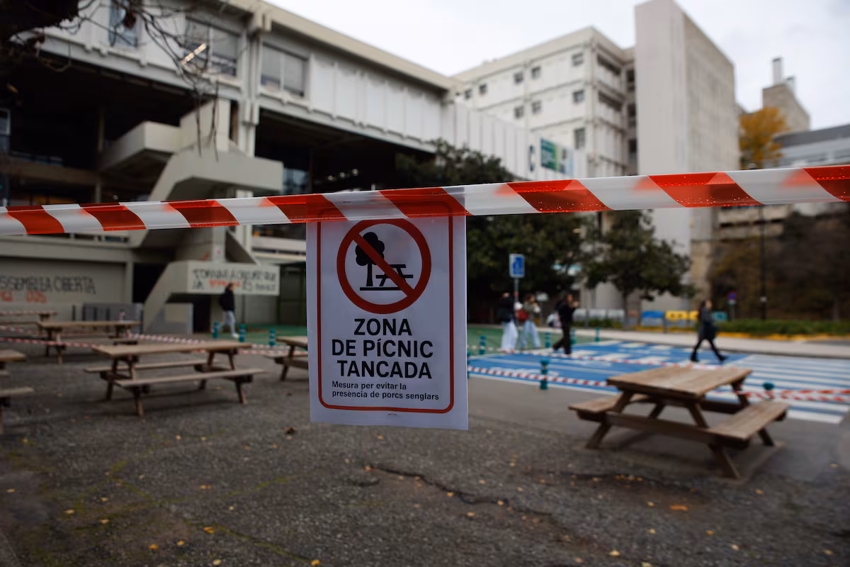 Convivir con la peste porcina en el campus universitario: “Ha venido de golpe, como la pandemia” EL PAÍS