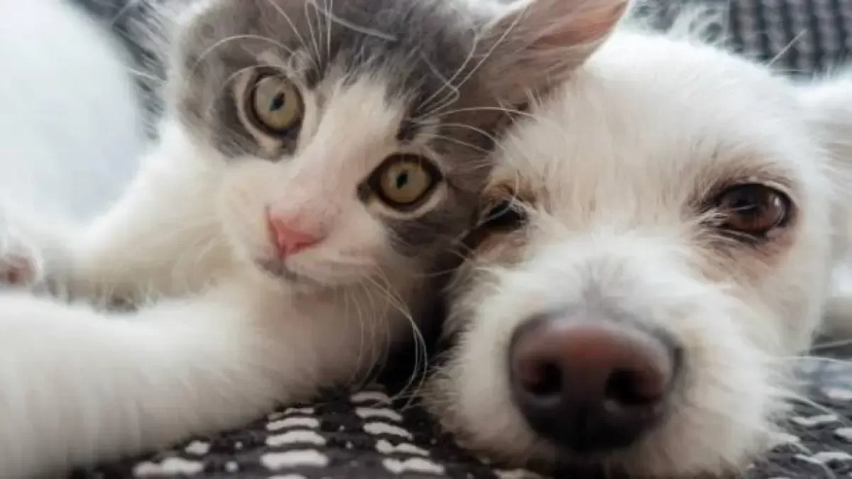 Cruz Verde inauguró su primera tienda 'CruzPet' en Bogotá: delicada al cuidado de perros y gatos Cruz Verde inauguró su primera tienda 'CruzPet' en Bogotá: delicada al cuidado de perros y gatos